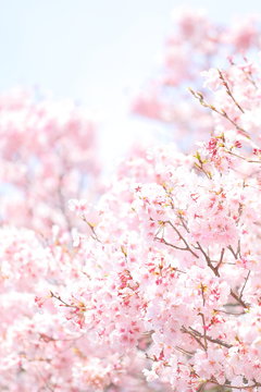 Spring, Plant, Cherry blossom