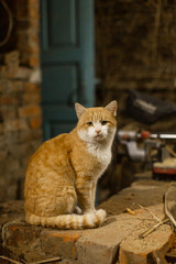 A red cat sits and basks on a brick oven. Pet Life in the Village