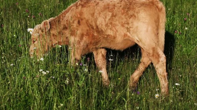 Brown calf in meadow full with flowers. Baby cow. Limousin cattle