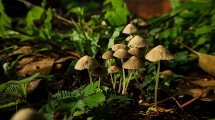 Winter wild mushroom (Mycena inclinata - known as the clustered bonnet or the oak-stump bonnet cap) in the forest