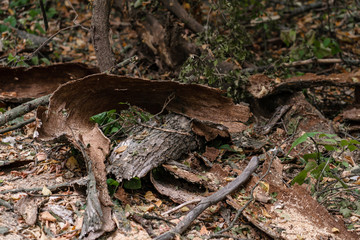 Broken dry tree branches on the ground in the forest