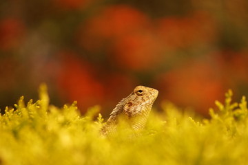 Lizard on a tree