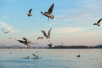 A flock of seagulls on the banks of the city river.