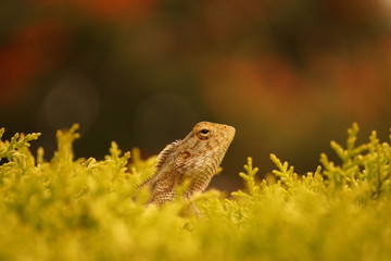 Lizard on a tree