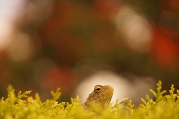 Lizard on a tree