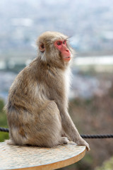 Naklejka premium Monkey in the wild in a park in Kyoto. Close-up. Vertical.