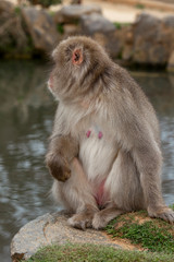 Monkey in the wild in a park in Kyoto. Close-up. Vertical.