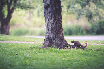 A squirrel in a park looking for food