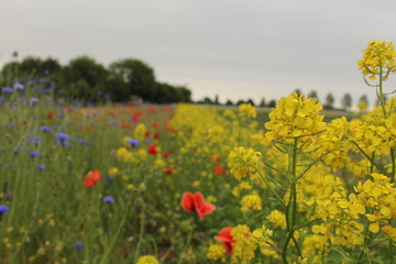 beautiful colorful wild flowers with yellow mustard plants and poppies and cornflower i n a field margin in the dutch countryside