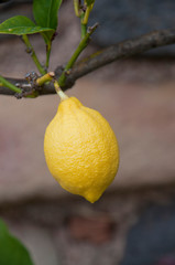 France. Citrons jaunes. Yellow lemons. 