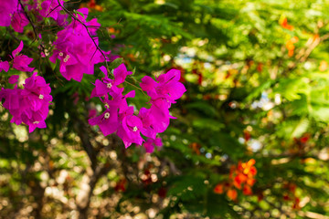 spring time garden blossom leaves and pink flowers on tree branches with unfocused natural colorful foliage background