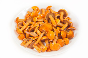 beautiful raw edible mushroom in isolated on white