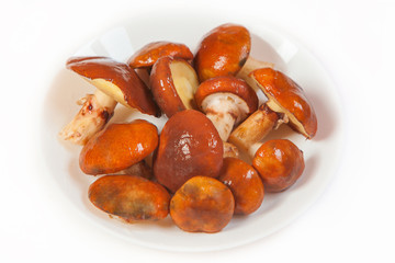 beautiful raw edible mushroom in isolated on white