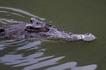 Close up of crocodile's head.
