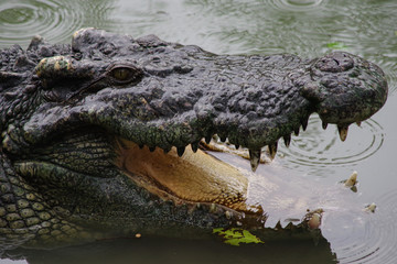 Close up of crocodile's head.