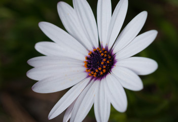 White Daisy