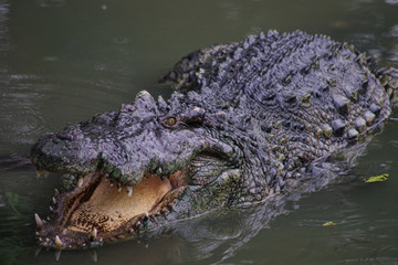 Close up of crocodile's head.