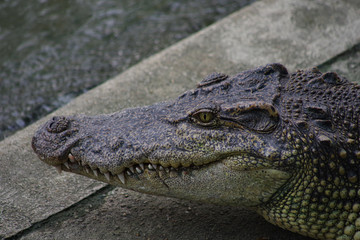 Close up of crocodile's head.