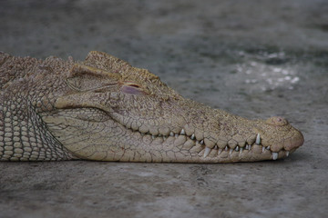 Obraz premium Close up of crocodile's head.