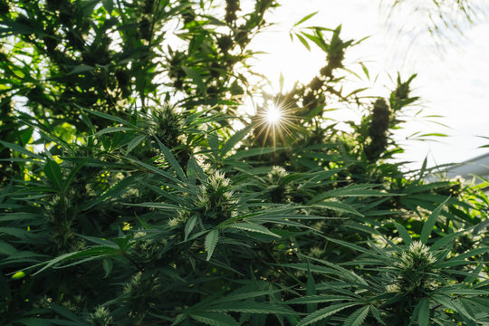 Plantation Of Organic Medical Marijuana.
