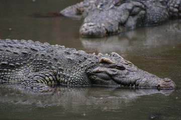 Close up of crocodile's head.