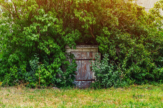 Old wooden door of an abandoned overgrown cellar
