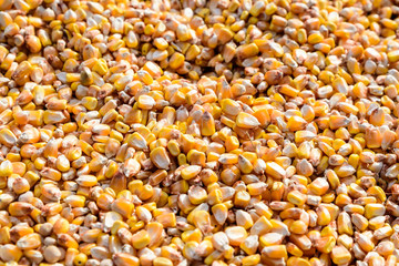 Close up of dried corn grains that will be used as food for animals, displayed for sale at a market, photographed with soft focus