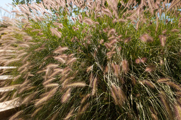 France. bosquet d'herbe vierge. Maiden grass.