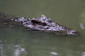 close up of crocodile's head.