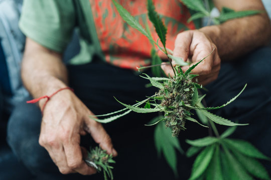 Detail Of Man's Hand, Harvest Of Cannabis.