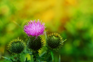 Burdock flower on green background