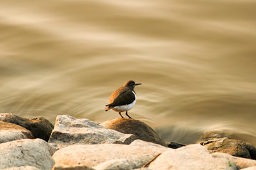 Calidrid bird on a rock