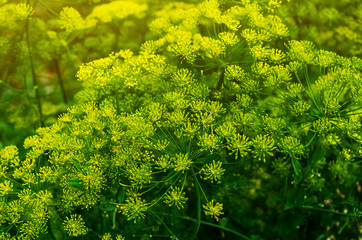 Inflorescences of green dill. Growing spices, condiments