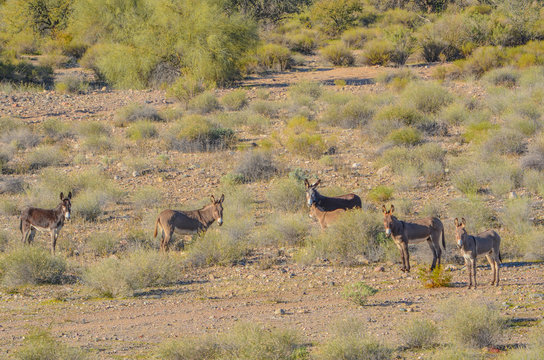 Wild Rogue Donkeys, also known as Feral Burros,  graze the Sonoran Desert mountains in Maricopa County. Arizona USA