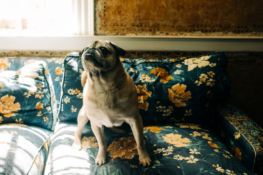 stock photo of French pug sitting on flowery couch