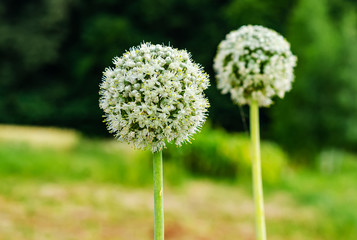 Round inflorescence of green onions on the bed. Growing spices, condiments