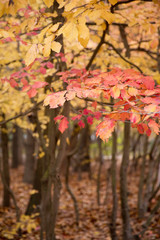 Abstract yellow and red autumn leaves in autumn .a red autumn leaf on a tree. Colorful foliage in the park. Falling leaves natural background . Background of colorful autumn leaves on forest floor .