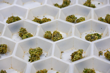 Cannabis Processing Trays