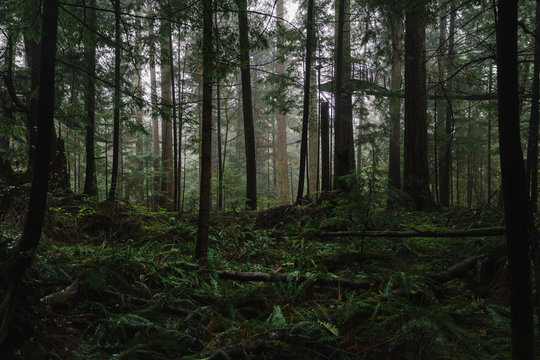 Overgrowth