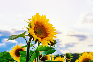Big flower of sunflower on the field against the blue sky, cloud