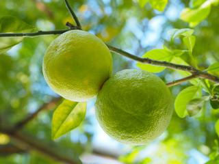 Two green fruits hanging on a branch of orange tree with green leaves. Dominican Republic.