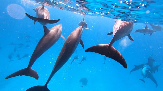 Snorkeling with dolphins, 4k underwater footage.Dolphins swimming, jumping and playing. Dolphins frequently leap above the water surface.