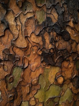 Plane tree texture