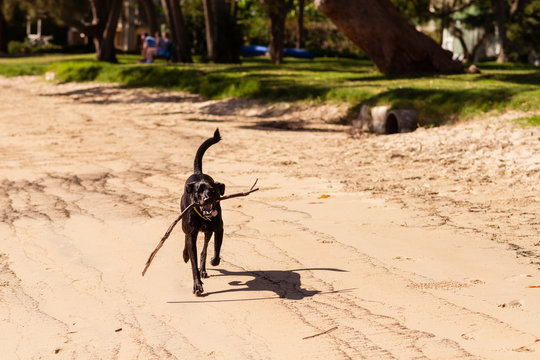 dog fetching a stick on the beach