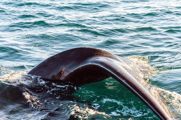 Southern Right Whale tail emerging from the sea in Peninsula Valdes, Patagonia, Argentina