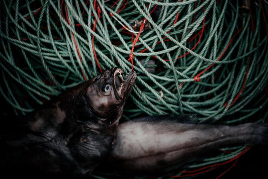 Dead fish placed near rope