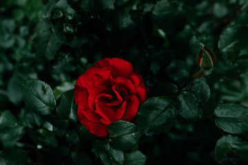 bright rose among the leaves
