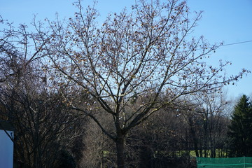 Baum im Winter