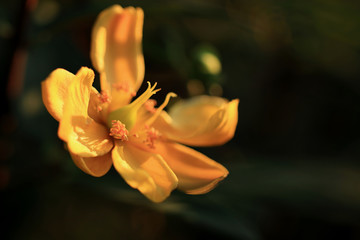 Fleur jaune isolée et arrière-plan sombre