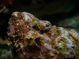 Humpback Scorpionfish, Buckel Drachenkopf, Falscher Steinfisch (Scorpaenopsis diabolus)